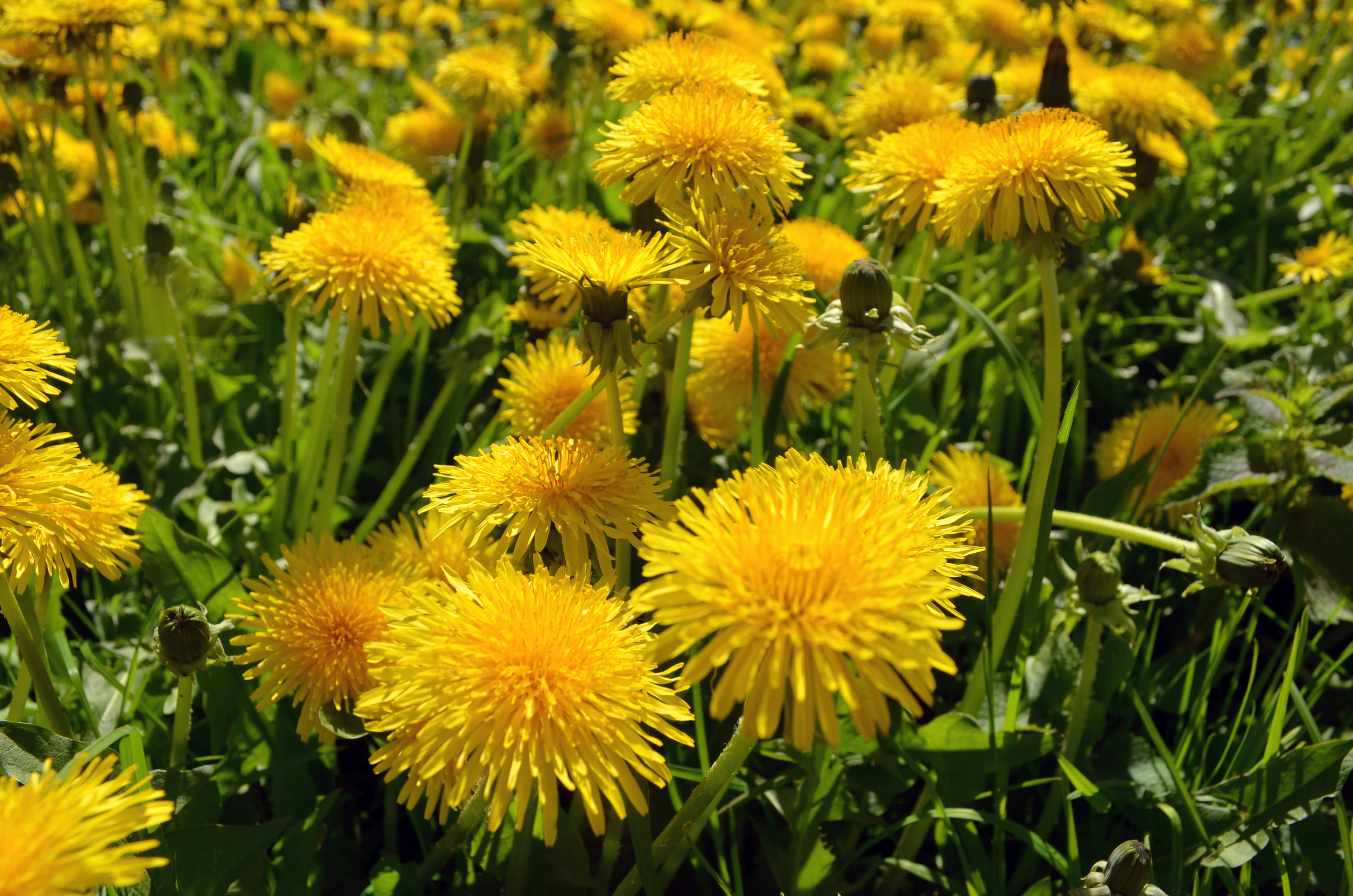 Conférence sur les plantes médicinales indigènes