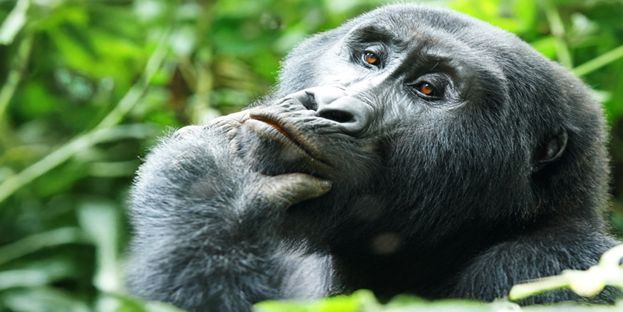 Les Grands Explorateurs : Ouganda, aux sources du Nil