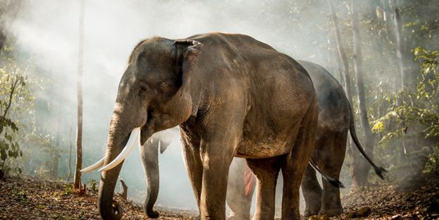 Les grands Explorateurs : Thaïlande, au pays du sourire